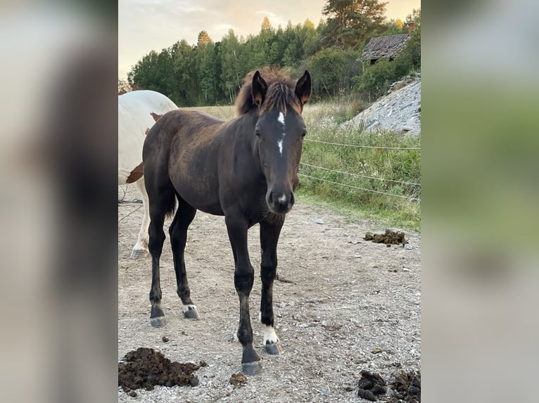 Schwedisches Warmblut Stute Fohlen (05/2024) 170 cm Dunkelbrauner in Örebro