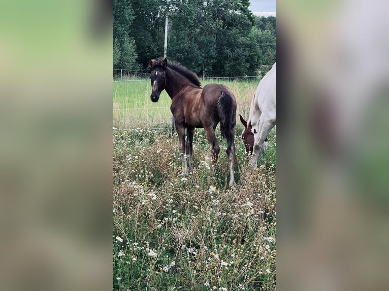 Schwedisches Warmblut Stute Fohlen (05/2024) 170 cm Dunkelbrauner in Örebro