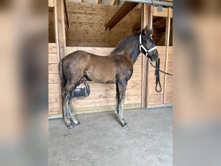 Schwedisches Warmblut Stute Fohlen (05/2024) 170 cm Dunkelbrauner in Örebro