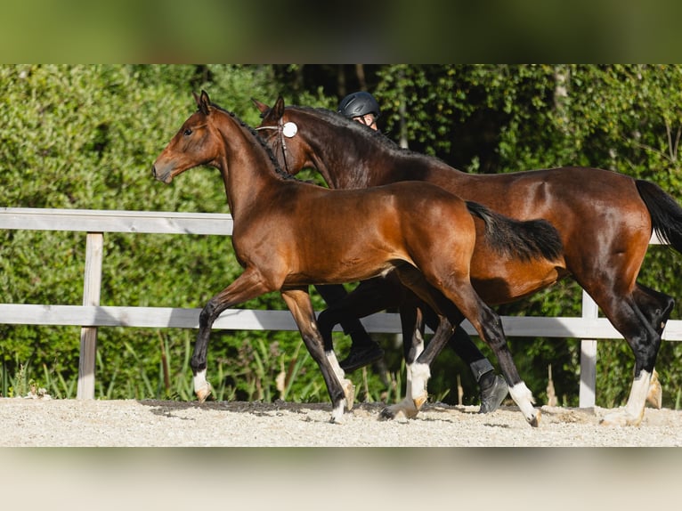 Schwedisches Warmblut Stute Fohlen (03/2026) Brauner in Flyinge