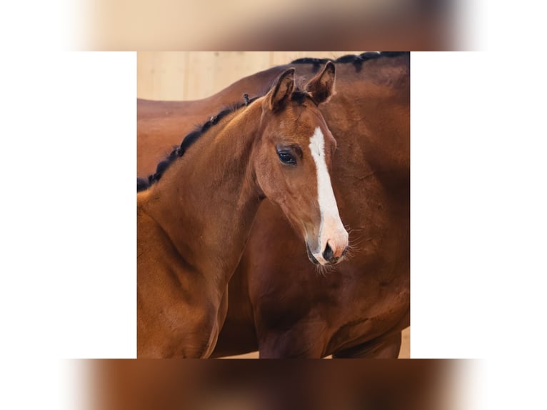 Schwedisches Warmblut Stute Fohlen (05/2026) Brauner in Flyinge
