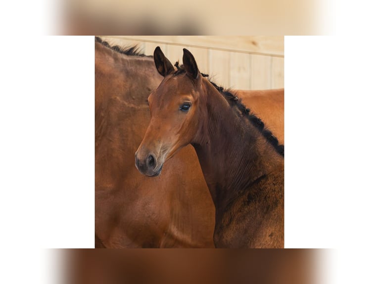 Schwedisches Warmblut Stute Fohlen (05/2026) Brauner in Flyinge