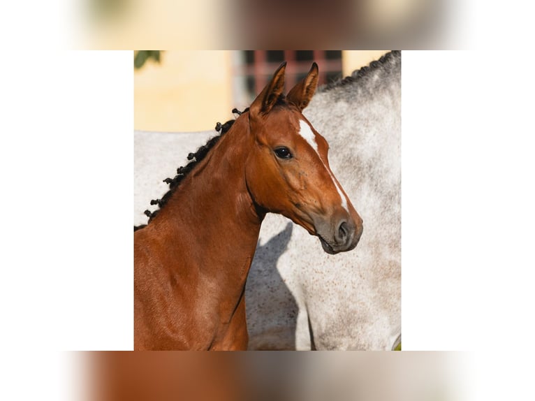 Schwedisches Warmblut Stute Fohlen (04/2026) Brauner in Flyinge