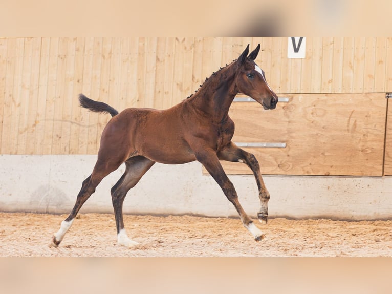 Schwedisches Warmblut Stute Fohlen (05/2026) Brauner in Flyinge