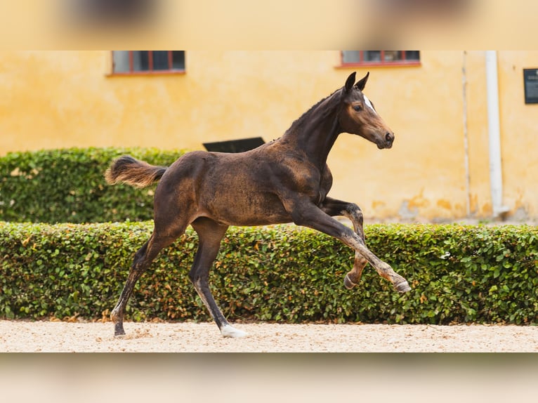 Schwedisches Warmblut Stute Fohlen (05/2026) Dunkelbrauner in Flyinge