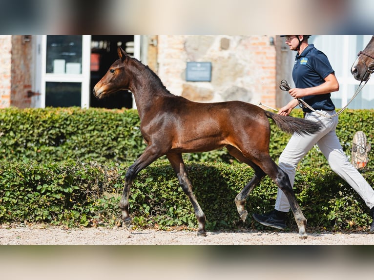 Schwedisches Warmblut Stute Fohlen (05/2026) Dunkelbrauner in Flyinge