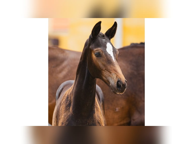 Schwedisches Warmblut Stute Fohlen (05/2026) Dunkelbrauner in Flyinge
