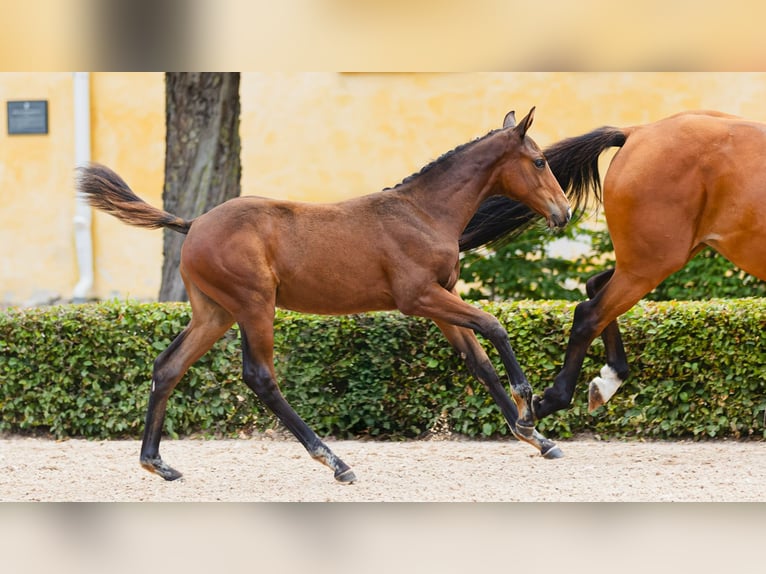 Schwedisches Warmblut Stute Fohlen (04/2026) Dunkelbrauner in Flyinge