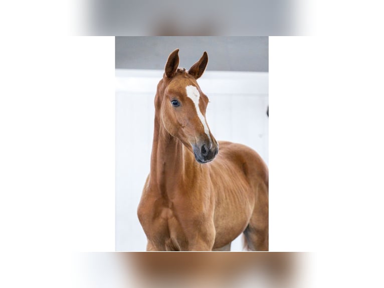 Schwedisches Warmblut Stute Fohlen (05/2025) Dunkelfuchs in Flyinge
