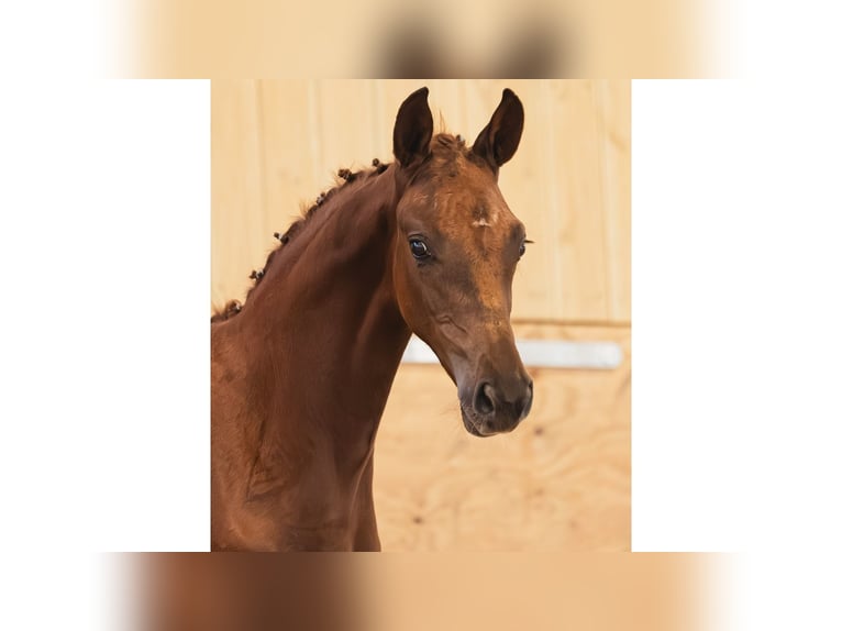 Schwedisches Warmblut Stute Fohlen (06/2026) Fuchs in Flyinge