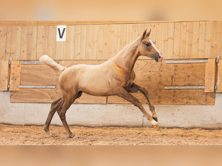 Schwedisches Warmblut Stute Fohlen (03/2026) Fuchs in Flyinge
