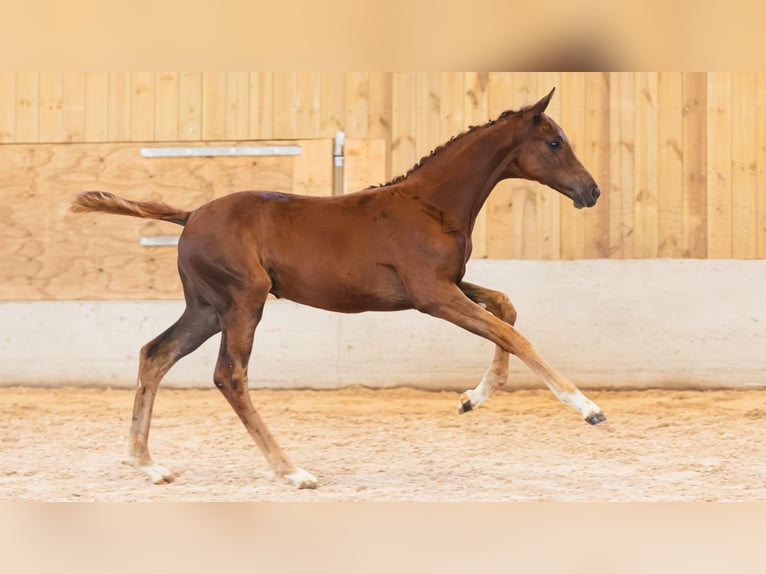 Schwedisches Warmblut Stute Fohlen (06/2026) Fuchs in Flyinge