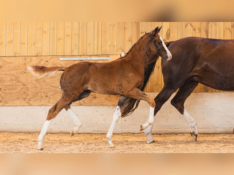 Schwedisches Warmblut Stute Fohlen (05/2026) Fuchs in Flyinge