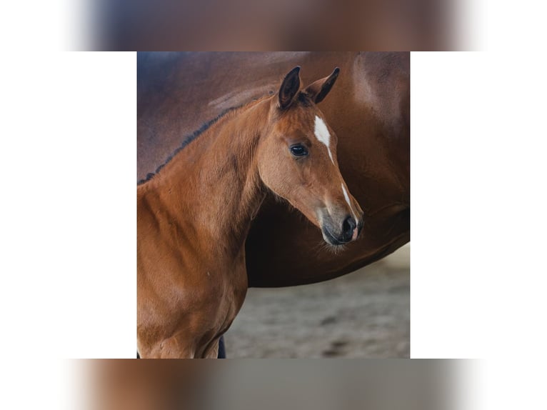 Schwedisches Warmblut Stute Fohlen (06/2026) Fuchs in Flyinge