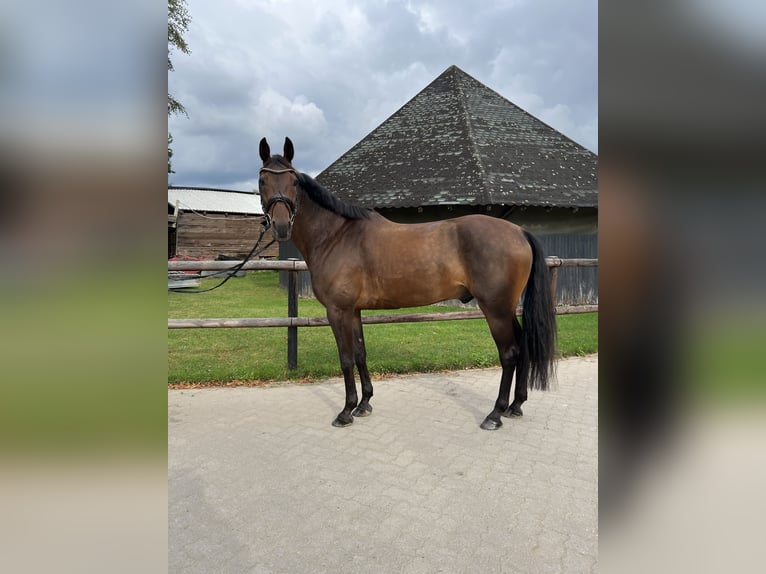 Schwedisches Warmblut Wallach 10 Jahre 162 cm in Bremen