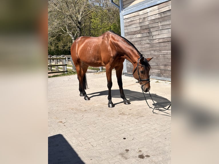 Schwedisches Warmblut Mix Wallach 10 Jahre 163 cm Hellbrauner in Leipzig