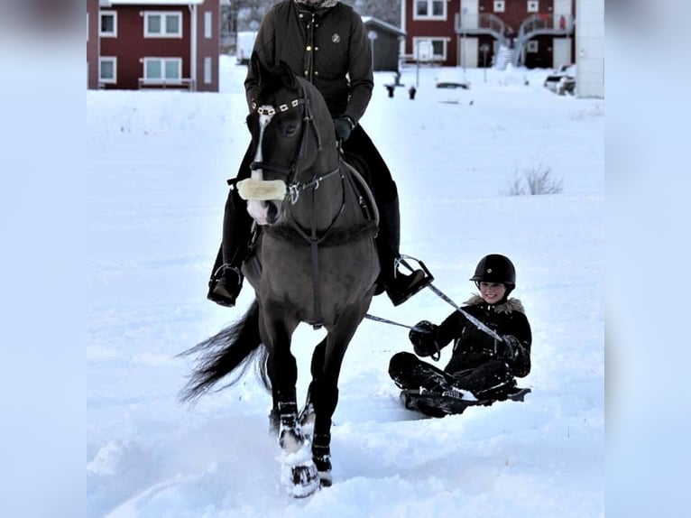 Schwedisches Warmblut Wallach 10 Jahre 164 cm Dunkelbrauner in Kungsbacka