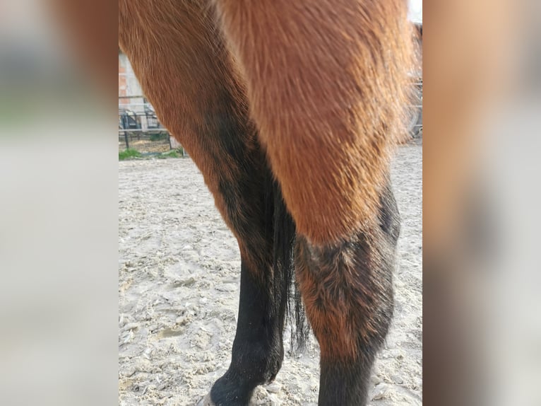 Schwedisches Warmblut Wallach 10 Jahre 168 cm Dunkelfuchs in Scheibenhardt