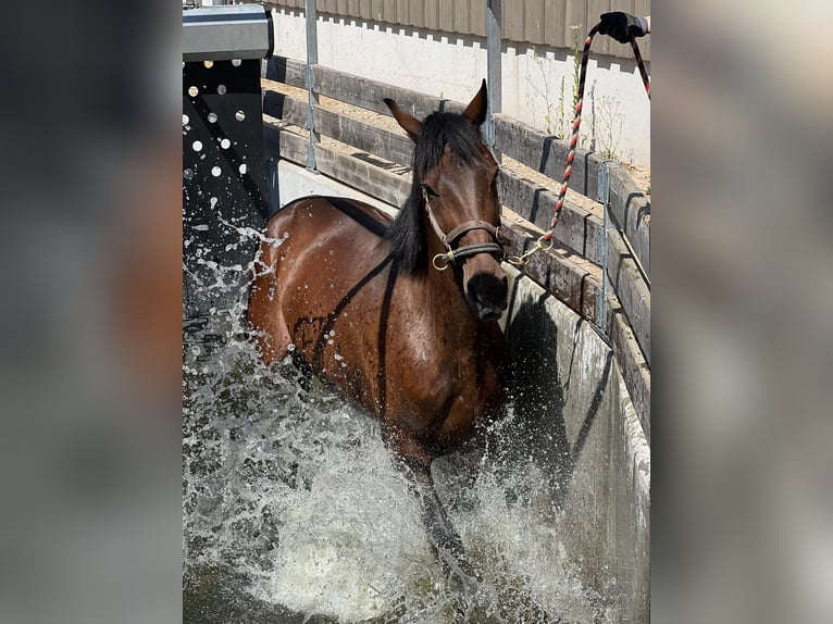 Schwedisches Warmblut Wallach 10 Jahre 168 cm Dunkelfuchs in Scheibenhardt