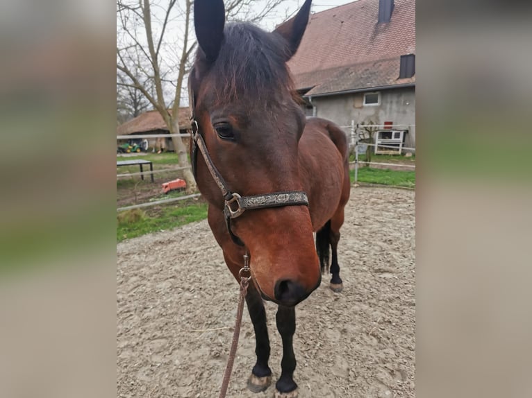 Schwedisches Warmblut Wallach 10 Jahre 168 cm Dunkelfuchs in Scheibenhardt