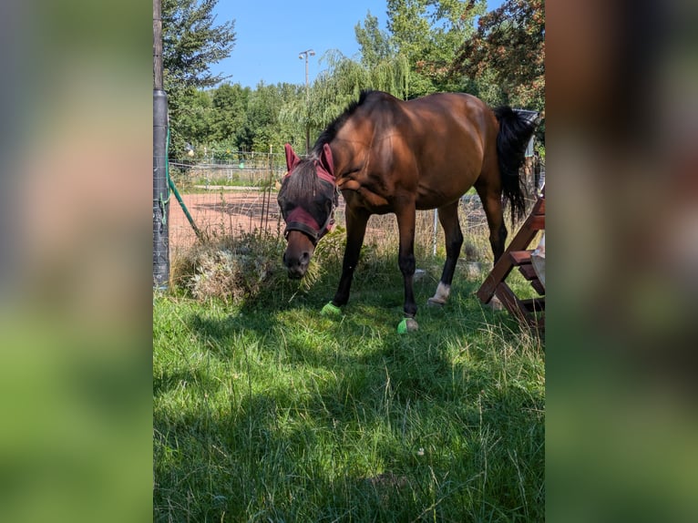 Schwedisches Warmblut Wallach 11 Jahre 162 cm Brauner in Waltershausen