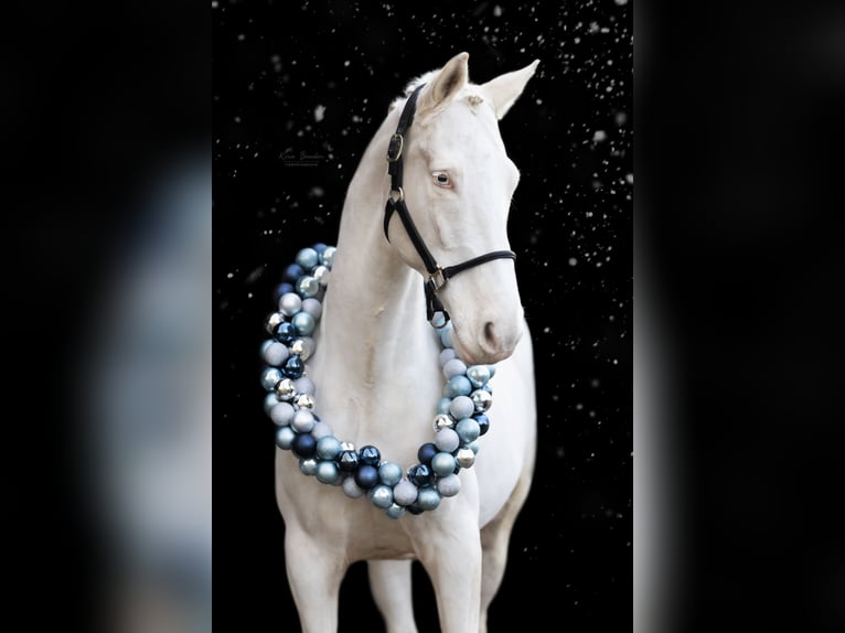 Schwedisches Warmblut Wallach 11 Jahre 172 cm Cremello in Malente