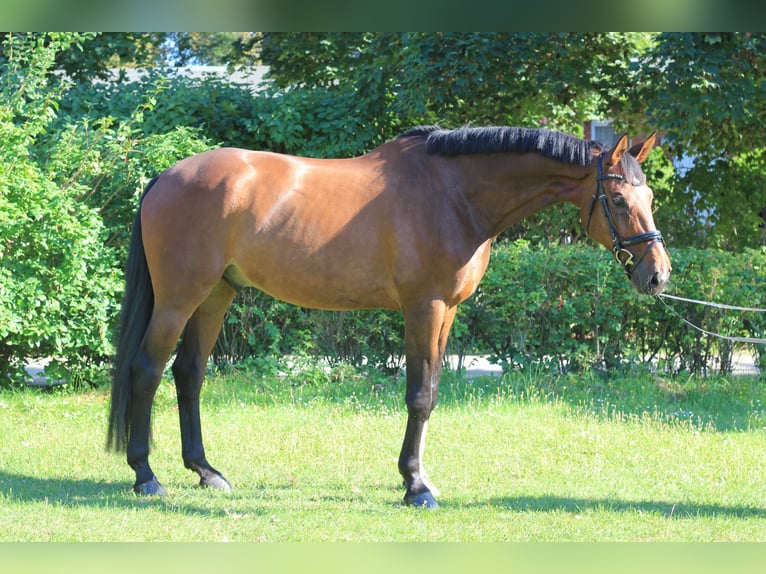 Schwedisches Warmblut Wallach 11 Jahre 173 cm Brauner in Großbeeren