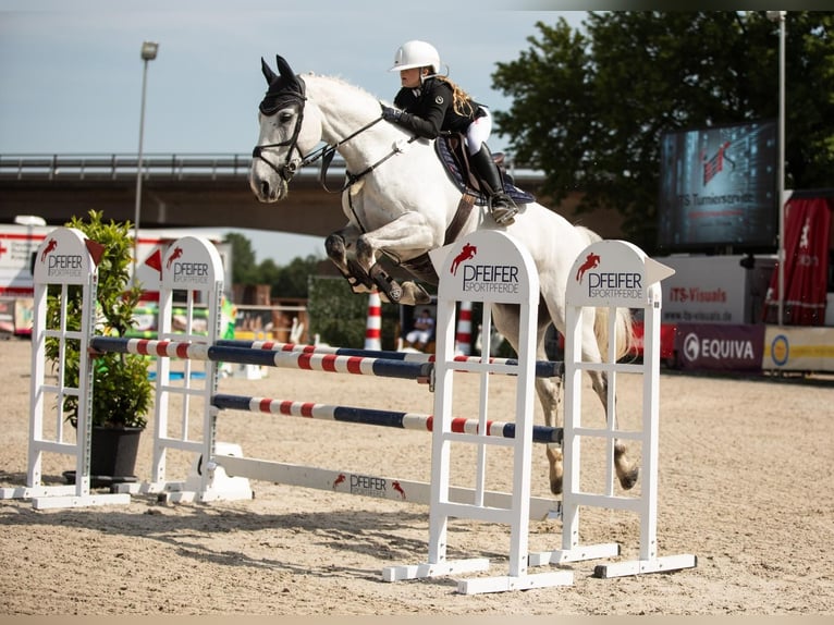 Schwedisches Warmblut Wallach 12 Jahre 167 cm Schimmel in OhlsbachGengenbach