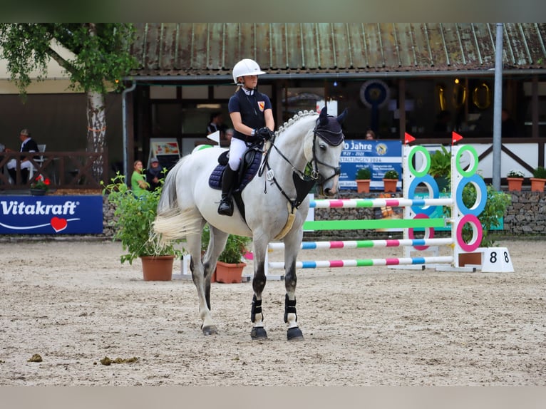 Schwedisches Warmblut Wallach 12 Jahre 167 cm Schimmel in OhlsbachGengenbach