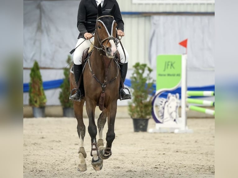 Schwedisches Warmblut Wallach 12 Jahre 180 cm Brauner in Dinhard