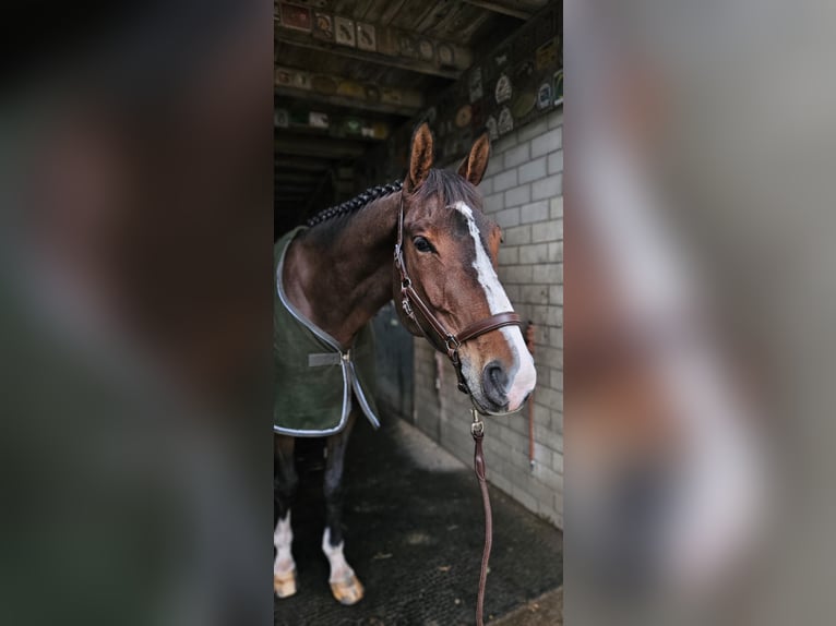Schwedisches Warmblut Wallach 12 Jahre 180 cm Brauner in Dinhard