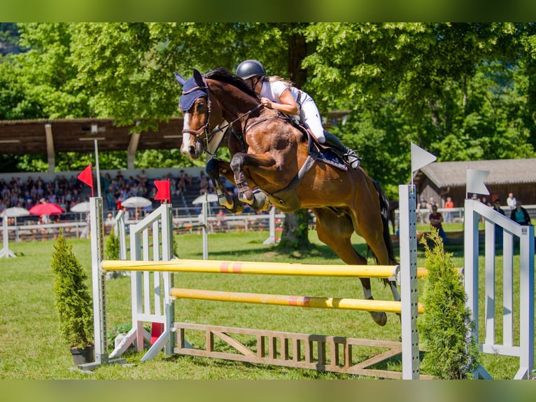 Schwedisches Warmblut Wallach 12 Jahre 180 cm Brauner in Dinhard