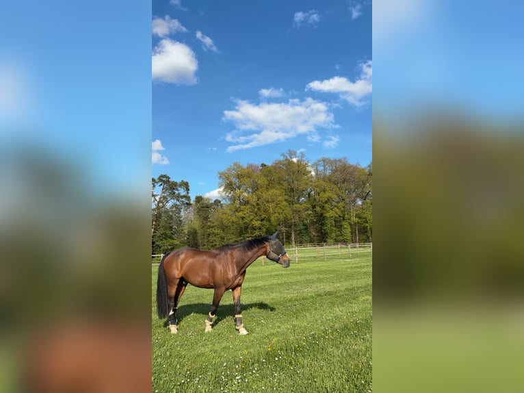 Schwedisches Warmblut Wallach 12 Jahre 180 cm Brauner in Dinhard