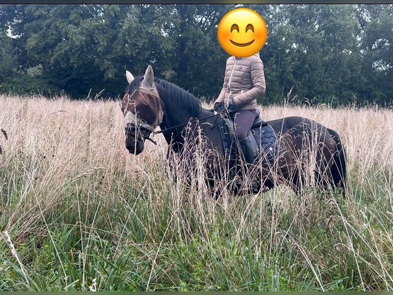 Schwedisches Warmblut Wallach 14 Jahre 163 cm Dunkelbrauner in Listrup