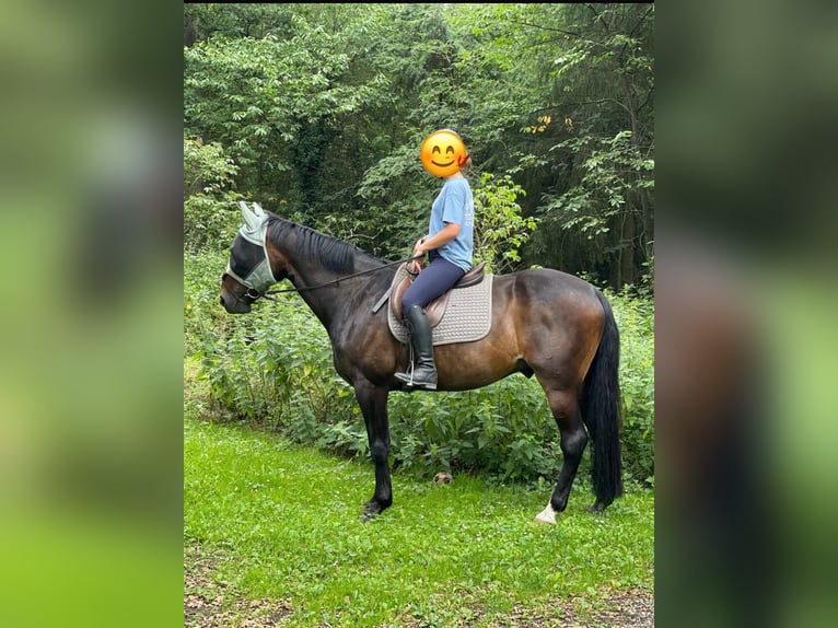 Schwedisches Warmblut Wallach 14 Jahre 163 cm Dunkelbrauner in Listrup