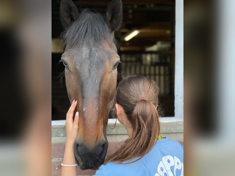 Schwedisches Warmblut Wallach 14 Jahre 163 cm Dunkelbrauner in Listrup
