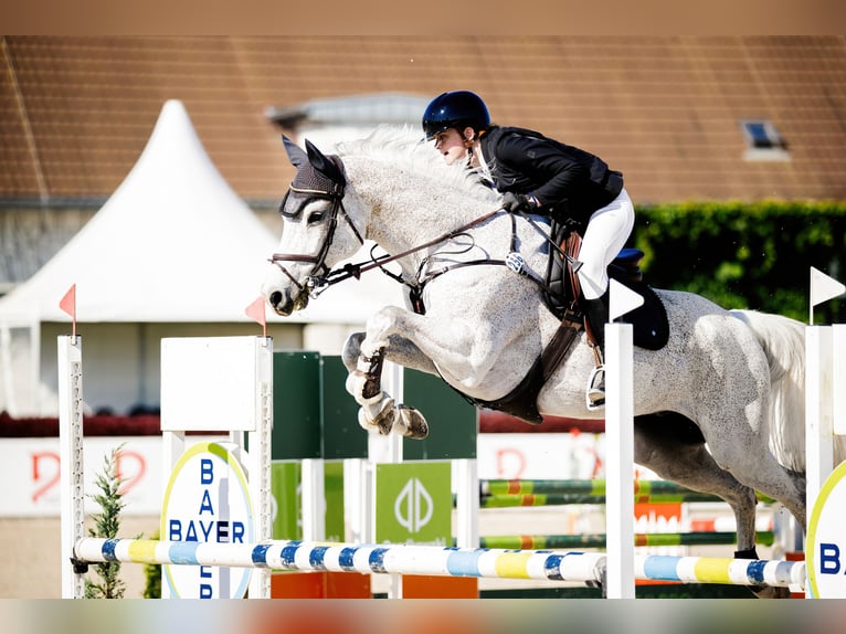 Schwedisches Warmblut Wallach 14 Jahre 170 cm Schimmel in Warszawa