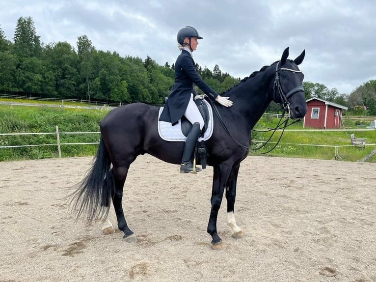 Schwedisches Warmblut Wallach 14 Jahre 175 cm Rappe in Leksand