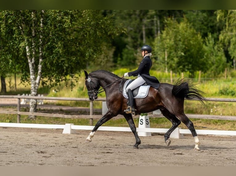 Schwedisches Warmblut Wallach 14 Jahre 175 cm Rappe in Leksand