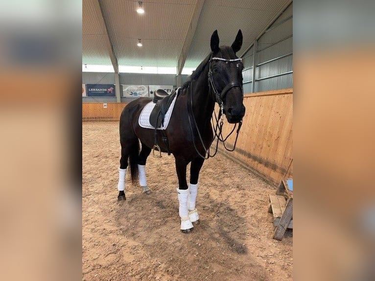 Schwedisches Warmblut Wallach 14 Jahre 175 cm Rappe in Leksand