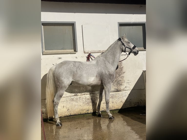 Schwedisches Warmblut Wallach 14 Jahre 185 cm Schimmel in Simmershofen