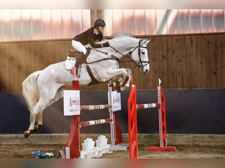 Schwedisches Warmblut Wallach 14 Jahre 185 cm Schimmel in Simmershofen