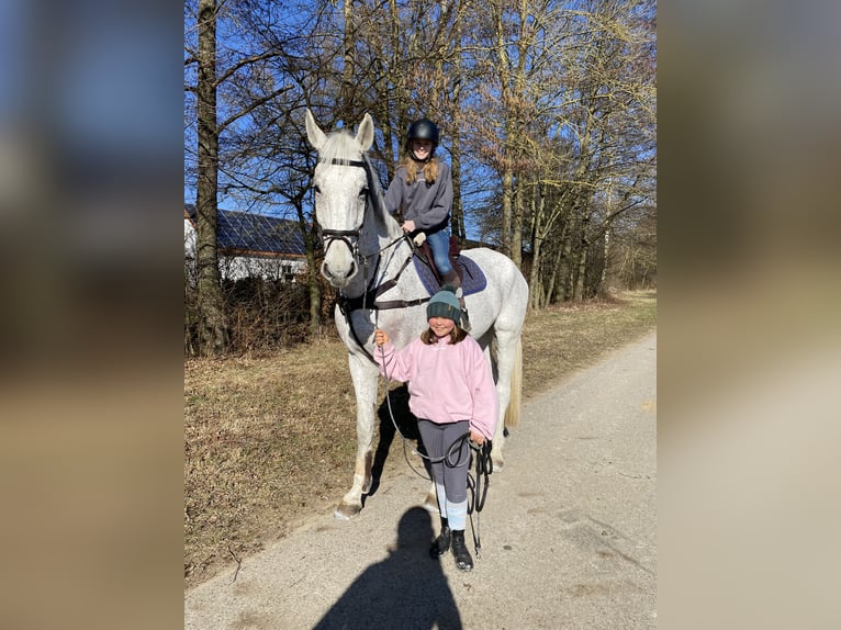 Schwedisches Warmblut Wallach 14 Jahre 185 cm Schimmel in Simmershofen