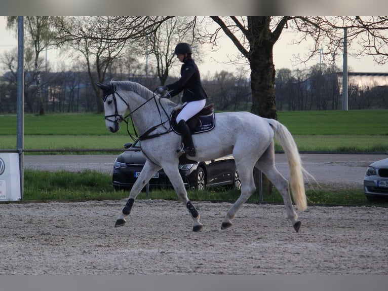 Schwedisches Warmblut Wallach 14 Jahre 185 cm Schimmel in Simmershofen