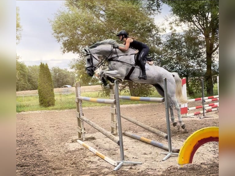 Schwedisches Warmblut Wallach 14 Jahre 185 cm Schimmel in Simmershofen