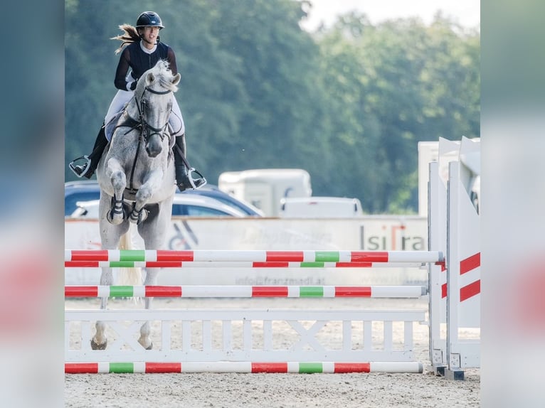 Schwedisches Warmblut Wallach 14 Jahre 185 cm Schimmel in Simmershofen