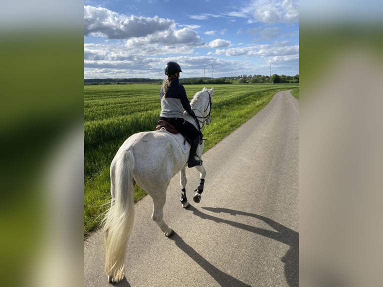 Schwedisches Warmblut Wallach 14 Jahre 185 cm Schimmel in Simmershofen