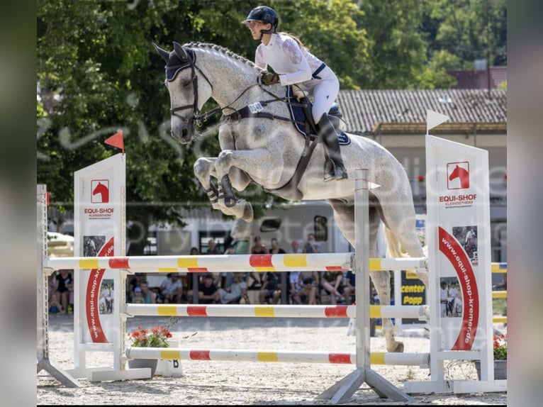 Schwedisches Warmblut Wallach 14 Jahre 185 cm Schimmel in Simmershofen