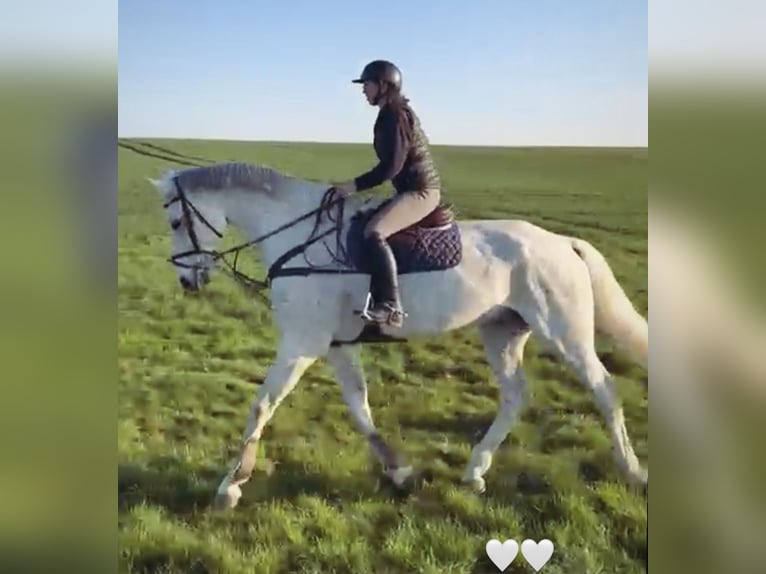 Schwedisches Warmblut Wallach 14 Jahre 185 cm Schimmel in Simmershofen