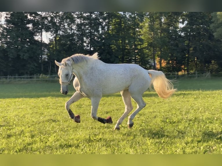 Schwedisches Warmblut Wallach 14 Jahre 185 cm Schimmel in Simmershofen
